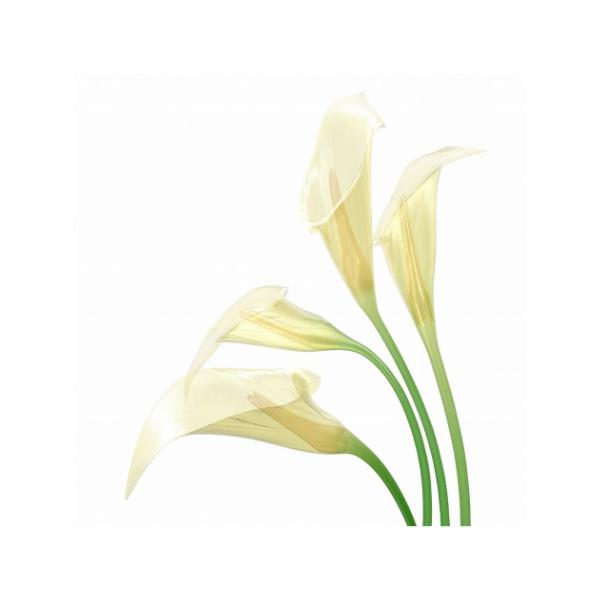 LoXA[g Petit Canvas Art White Calla 300x300mm H ZPT-62066