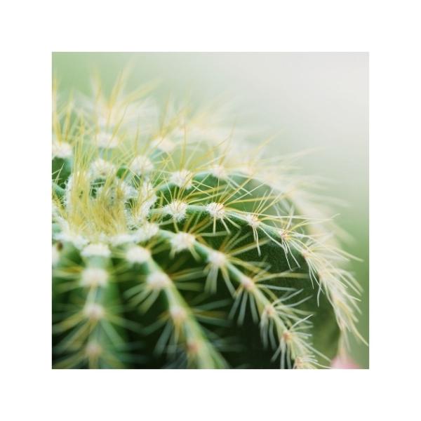 Petit Canvas Art LoXA[g  JN^X 300x300mm H ZPT-62069 Mtg Ǌ|