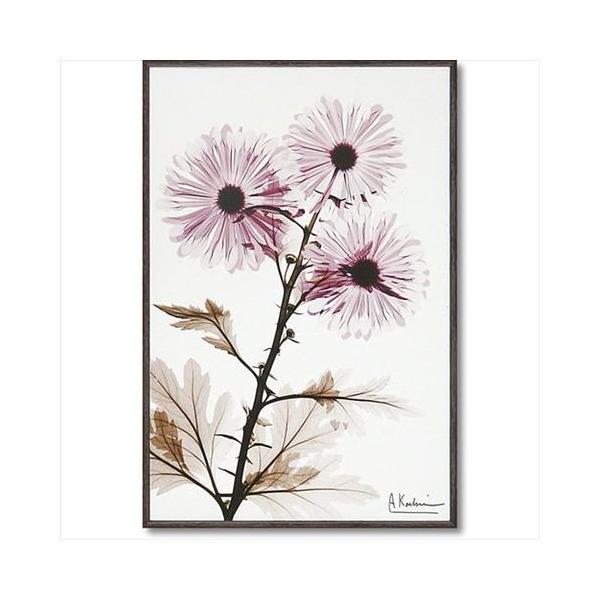 t[ A[g LoX A[g X RAY EBh~ STCY [p[ 20.5×30.5cm