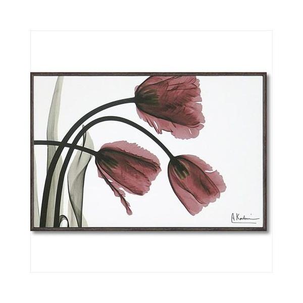 t[ A[g LoX A[g X RAY tW`[bv STCY  [p[