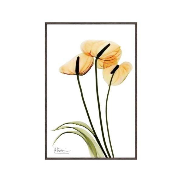 t[A[g X RAY LoXA[g Ao[gN[cB[ AXE STCY [p[