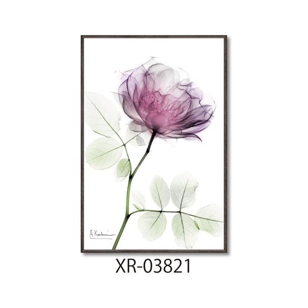 X RAYLoXA[g t[A[g Ao[gN[cB[ Eh[Y STCY [p[ XR-03821 zt