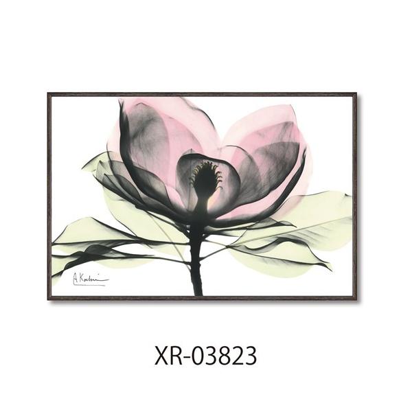 X RAYLoXA[g t[A[g Ao[gN[cB[ sN}OmA STCY [p[ XR-03823