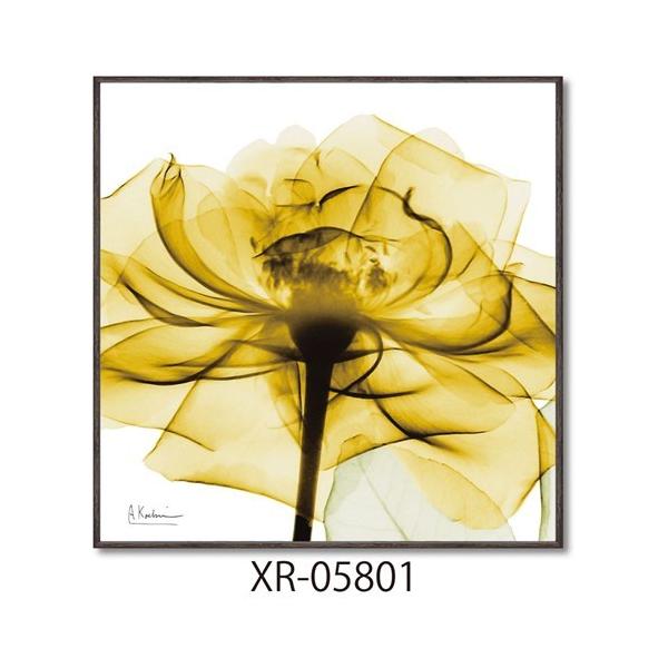 X RAYLoXA[g t[A[g Ao[gN[cB[ S[f[Y XNGAS [p[ XR-05801