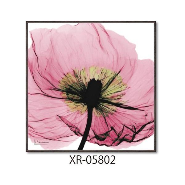 X RAYLoXA[g t[A[g Ao[gN[cB[ sN|s[ XNGAS [p[ XR-05802 zt