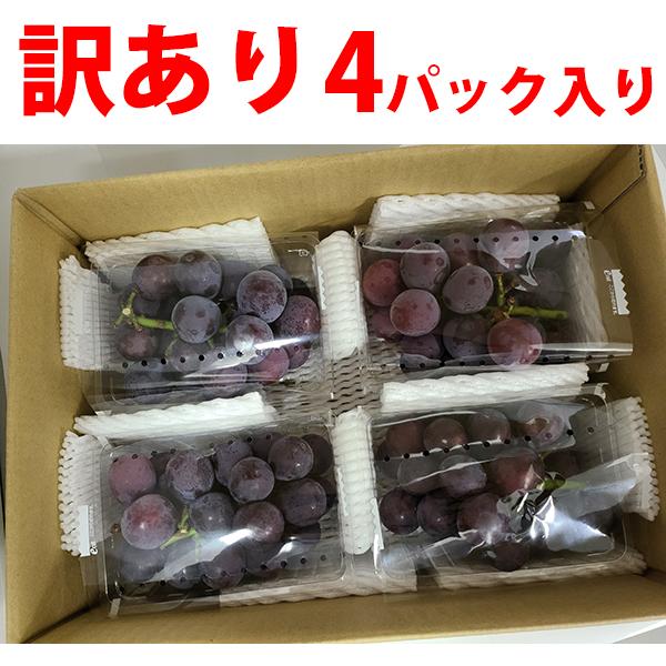 ご注文より１４日以内に発送 送料無料 岡山産・種なし「ニューピオーネ」訳あり品 2kgご自宅用 500g×4 箱入り 岡山県新見市哲多産 草月葡萄園 ^YYNP02B2^
