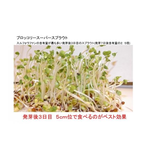 種 ブロッコリースプラウト 種 40ml 3袋セット 郵便配送商品 Buyee Buyee Japanese Proxy Service Buy From Japan Bot Online