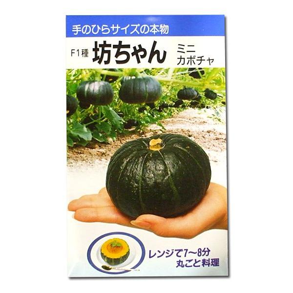 野菜の種/種子　F1種坊ちゃん・ミニカボチャ　８粒　（メール便発送）