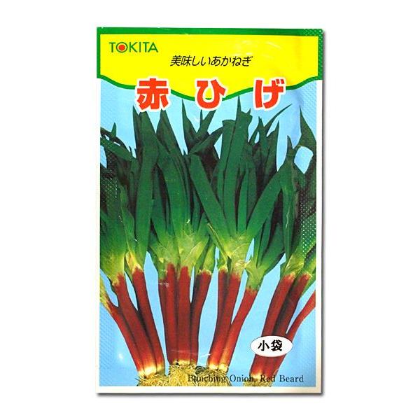 野菜の種/種子　赤ひげ・ねぎ　10ml　トキタ種苗（メール便発送）