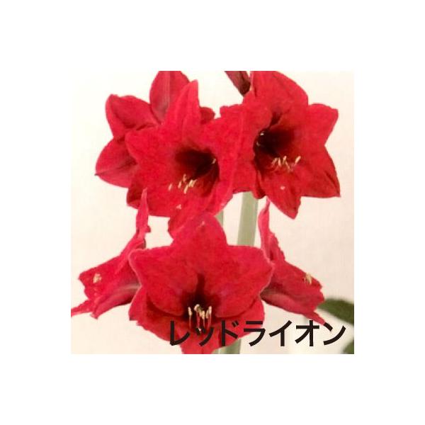 大人気 花 球根 オランダ輸入 ポット植え アマリリス Buyee Buyee Japanese Proxy Service Buy From Japan Bot Online