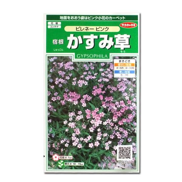 花の種 宿根 かすみ草 ピレネー ピンク 0 1ml メール便発送 Vg00834 ベジタブルガーデン ハラダ 通販 Yahoo ショッピング