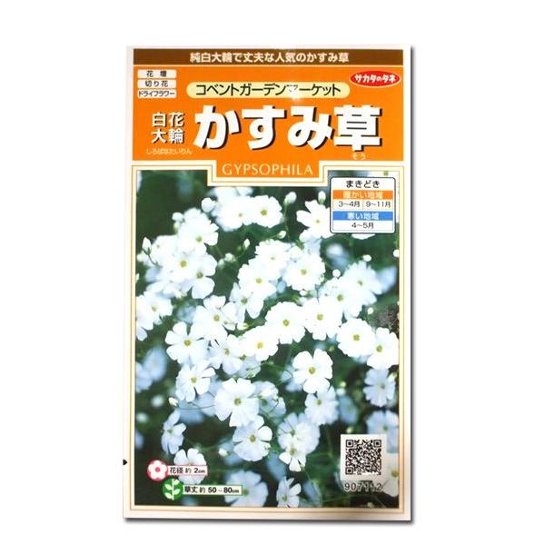 花の種 白花 大輪 かすみ草［コンベントガーデンマーケット］ 0.7ml