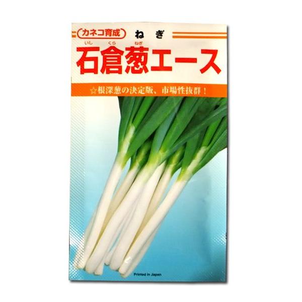 野菜の種/種子　石倉葱エース・ねぎ　20ml　（メール便発送）カネコ種苗