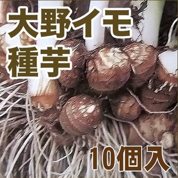 野菜 種 苗 大野イモ 里芋 種芋 芋 いも 生もの種 10個入 Vg ベジタブルガーデン ハラダ 通販 Yahoo ショッピング
