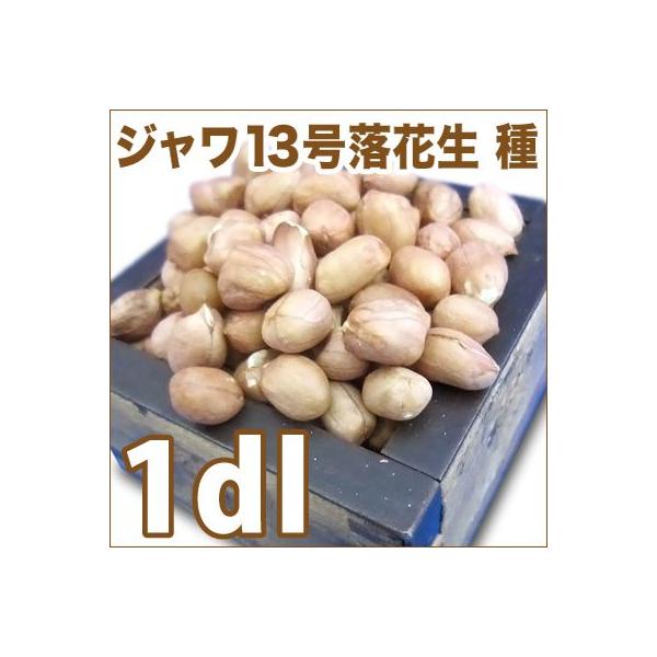 ころ　16日着　京都府産　ピーナッツ苗　落花生の苗　83本 10,000円 ころ 16日着 京都府産 ピーナッツ苗 落花生の苗 83本 10,000円