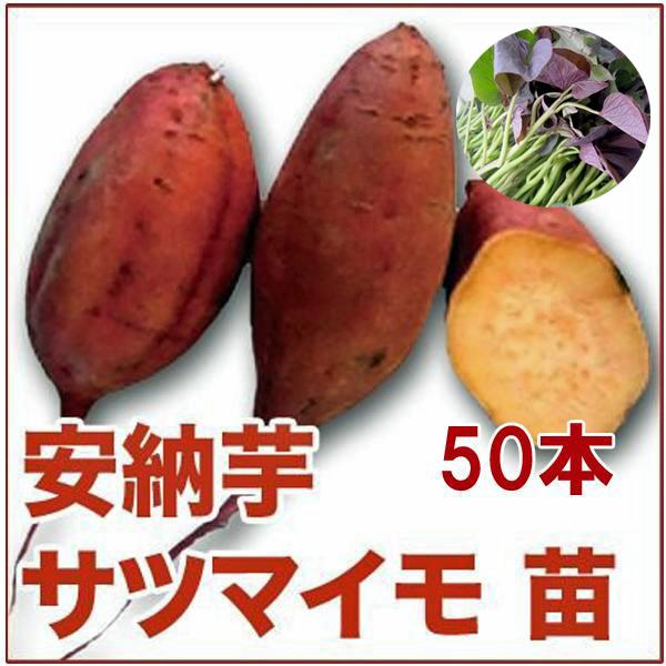 イモズル(安納紅種) 切苗 発送到着日指定可 【公式通販】 イモズル(安納紅