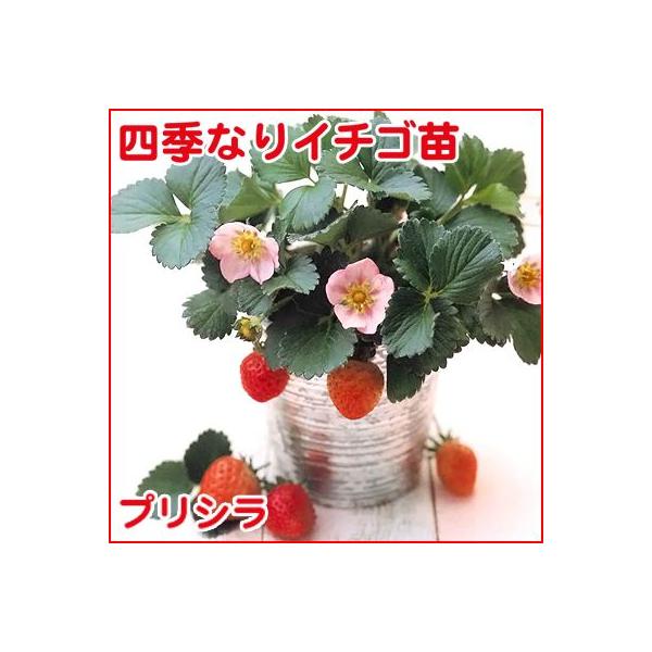 果物の苗 四季なりイチゴ プリシラ・いちご苗 4ポットセット