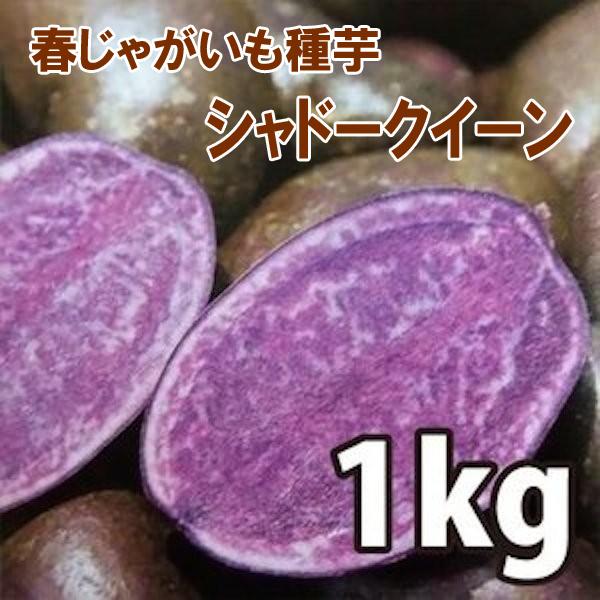 令和8年入荷予定なし】野菜・種/苗［春植えジャガイモ種芋］シャドー 