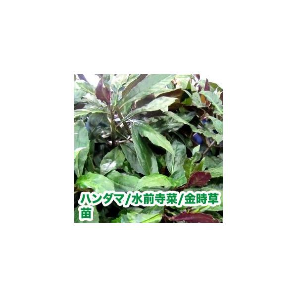 野菜の苗 ハンダマ 水前寺菜 金時草 式部草 苗 4ポット入りセット 9cmポット Buyee Buyee 日本の通販商品 オークションの代理入札 代理購入