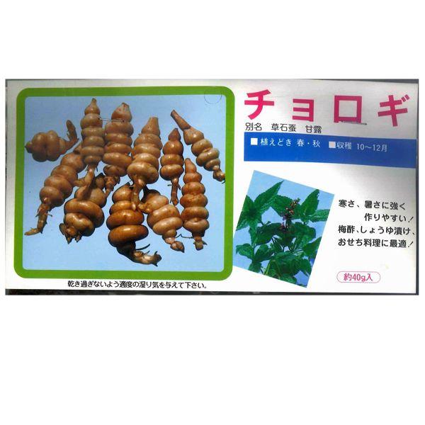 野菜 種 苗 食用球根 チョロギ 草石蚕 甘露 種 生もの種 約40g 袋詰め山菜 Vg ベジタブルガーデン ハラダ 通販 Yahoo ショッピング