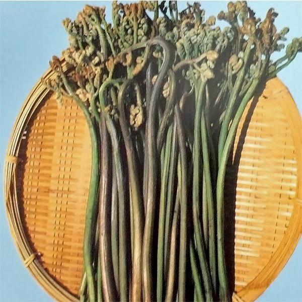 野菜の苗 わらび ワラビ 苗 種 2株入 袋詰め山菜 3月下旬頃発送 Buyee Buyee 日本の通販商品 オークションの代理入札 代理購入