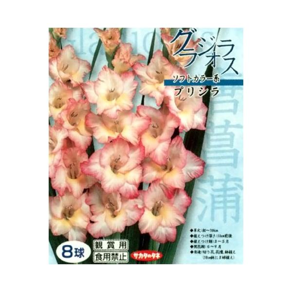 花 球根 グラジオラス クリスタルバイカラー プリシラ 桃に淡黄 8球入 Buyee Buyee 提供一站式最全面最專業現地yahoo Japan拍賣代bid代拍代購服務 Bot Online