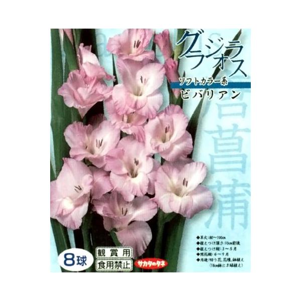 花 球根 グラジオラス クリスタルバイカラー ビバリアン 淡桃紫 8球入 Buyee Buyee 日本の通販商品 オークションの代理入札 代理購入