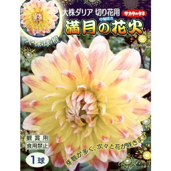 花 球根 ダリア 満月の花火 大株1球入 Vg ベジタブルガーデン ハラダ 通販 Yahoo ショッピング