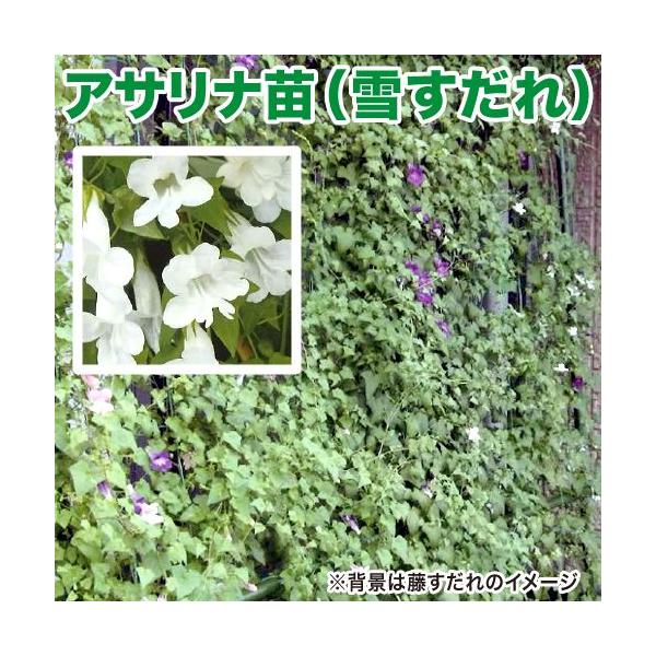 花の苗 アサリナ 雪すだれ 苗 4ポット入りセット 9cmポット 緑のカーテン みどりのカーテン Buyee Buyee Japanese Proxy Service Buy From Japan Bot Online
