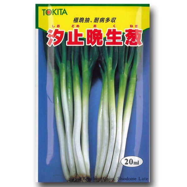野菜の種/種子 汐止晩生葱 ネギ 20ml (メール便発送) :vg01507:ベジタブルガーデン ハラダ - 通販 - Yahoo!ショッピング 野菜の種/種子 汐止晩生葱 ネギ 20ml (メール便発送) :vg01507:ベジタブルガーデン ハラダ - 通販 - Yahoo!ショッピング