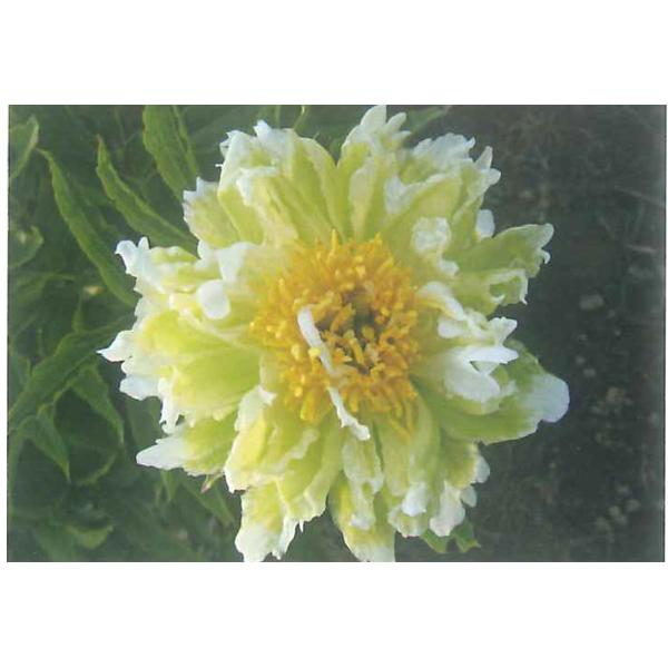 激レア　新品種　芍薬　クウィッツン　ピオニー　グリーンハロー　似 激レア 新品種 芍薬 クウィッツン ピオニー グリーンハロー 似