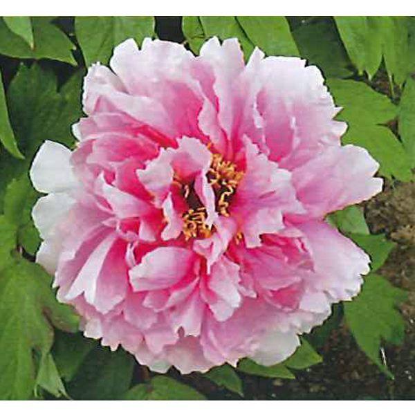 花の苗 牡丹 開花見込株 桃色系 １ポット 15cmポット 5号 鉢植え 花壇 切花 4月中旬より順次発送 Vg ベジタブルガーデン ハラダ 通販 Yahoo ショッピング