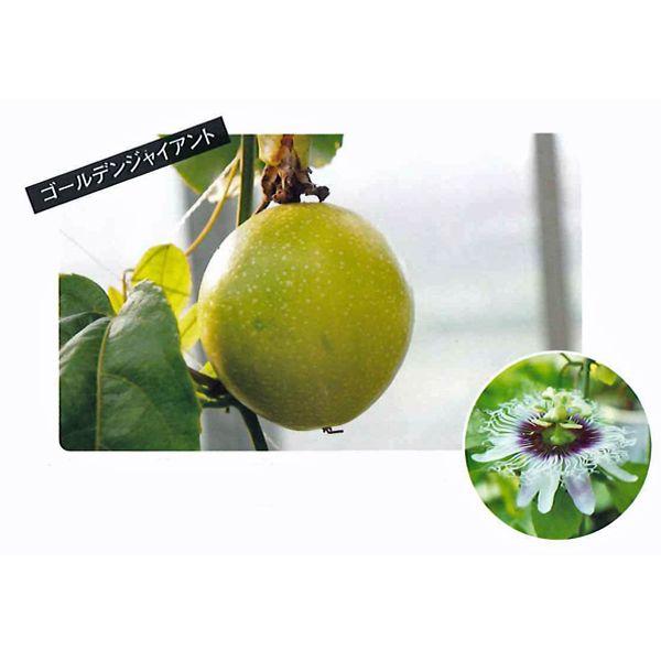 超美品の 3号 9mポット ベジタブルガーデン 食用 パッションフルーツ 鉢植え 2ポットセット 花壇 ゴールデンジャイアント ハラダ花の苗 フルーツ 果実