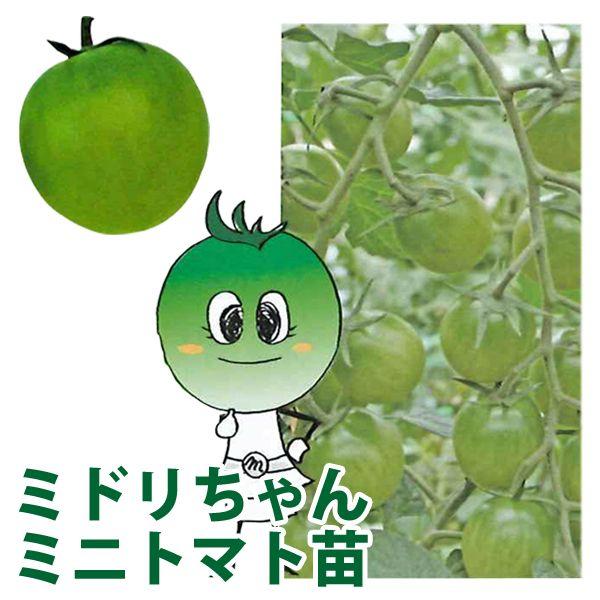 野菜の苗 栄養戦隊サプリガールズ ミドリちゃん・トマト 苗 4ポット