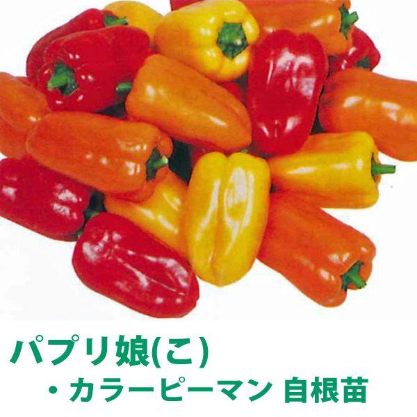 野菜の苗 パプリ娘 パプリカ カラーピーマン 苗 レッド ゴールド オレンジより１色選択 4ポット入りセット 9cmポット Vg072 ベジタブルガーデン ハラダ 通販 Yahoo ショッピング