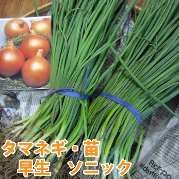 野菜の苗 早生 ソニック 玉葱苗 ・タマネギ 玉ねぎ苗 約100本 【11月上旬頃より順次発送】 :vg02244:ベジタブルガーデン ハラダ - 通販 - Yahoo!ショッピング 野菜の苗 早生 ソニック 玉葱苗 ・タマネギ 玉ねぎ苗 約100本 【11月上旬頃より順次発送】 :vg02244:ベジタブルガーデン ハラダ - 通販 - Yahoo!ショッピング