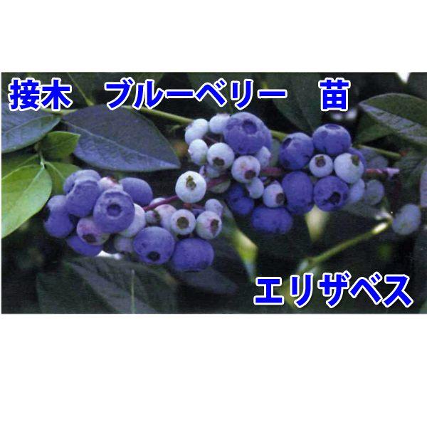 花の苗 接木ブルーベリー苗 エリザベス 1ポット 24cmポット 鉢植え 花壇 食用 Vg ベジタブルガーデン ハラダ 通販 Yahoo ショッピング