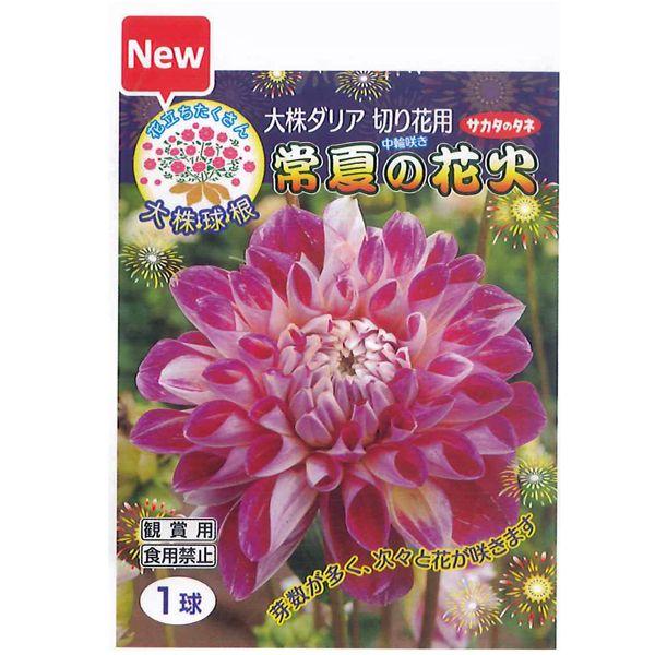 花 球根 ダリア 常夏の花火 大株1球入 Vg ベジタブルガーデン ハラダ 通販 Yahoo ショッピング