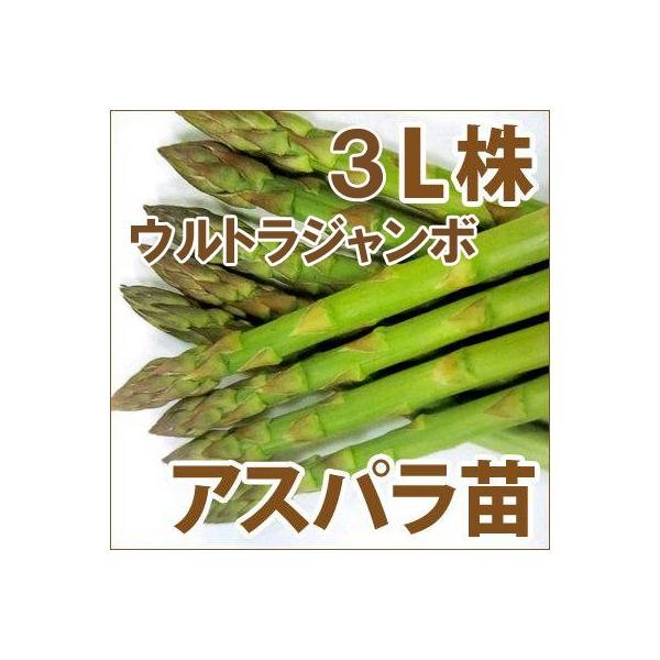 野菜の苗 ウェルカム アスパラガス苗・アスパラ苗 ウルトラジャンボ 3L