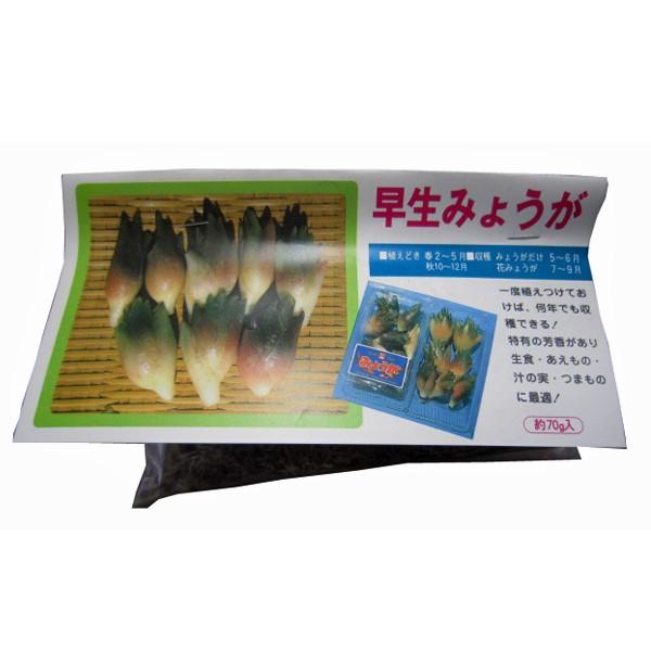 野菜の苗 食用球根 早生みょうが ミョウガ 茗荷 苗 約70g 袋詰め山菜 3月下旬頃発送 Vg025 ベジタブルガーデン ハラダ 通販 Yahoo ショッピング