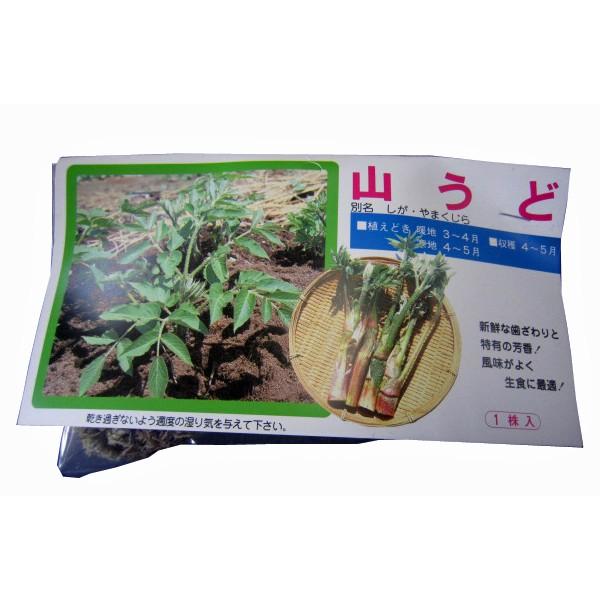 野菜の苗 食用球根 山うど・山ウド しが・やまくじら 苗・種 1株入