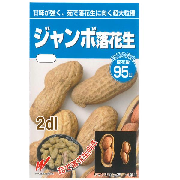 期間限定！30％OFF！￥2,980→￥2,086】野菜・種/苗 ジャンボ落花生