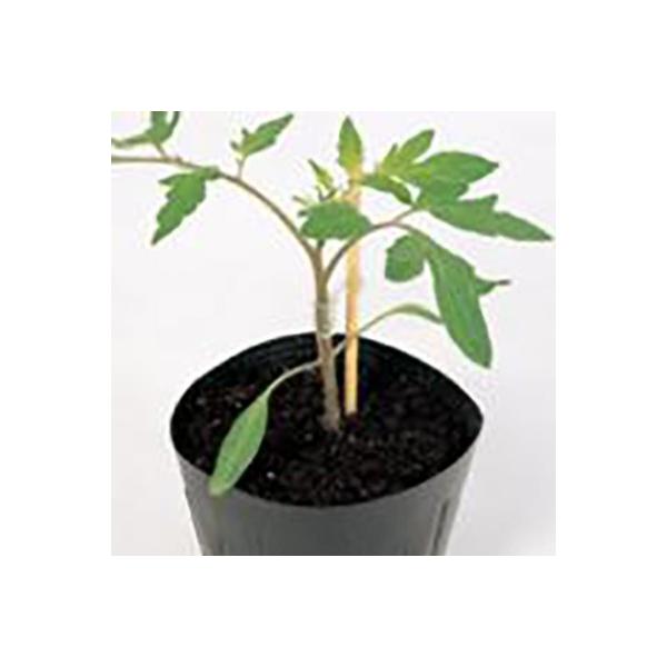 ؂̎/q T|[gE؃g}g 1000i[֔/܁jTJ^̃^l c