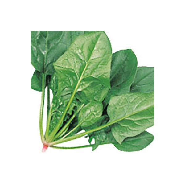 ؂̎/q AgXEق񂻂 LE2i܁jTJ^̃^l c