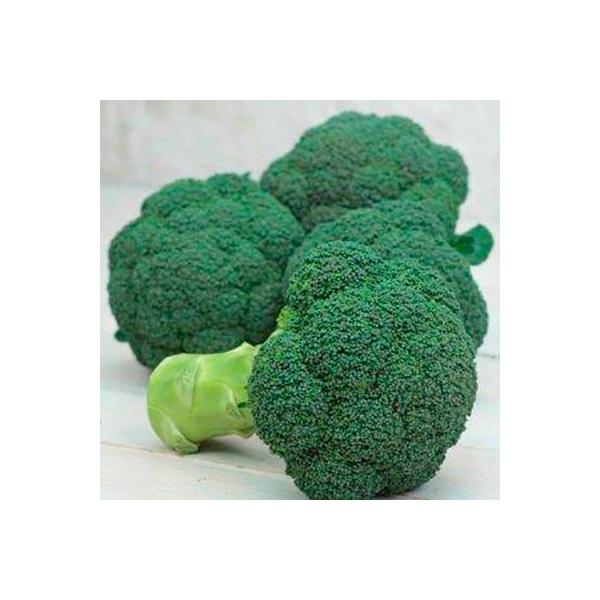 野菜の種/種子 グリーンキャノン ブロッコリー ペレット5000粒（大袋）サカタのタネ 種苗