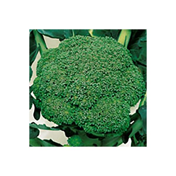 ؂̎/q Η ubR[ ybg5000i܁jTJ^̃^l c