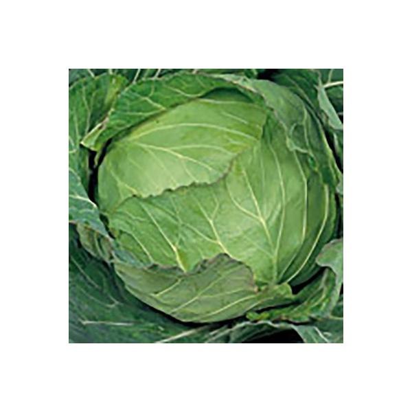 野菜の種/種子 金春 キャベツ 20ml（メール便発送/大袋）サカタのタネ 種苗