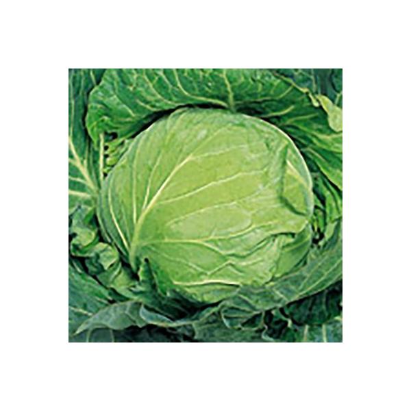 ؂̎/q  Lxc 20mli[֔/܁jTJ^̃^l c