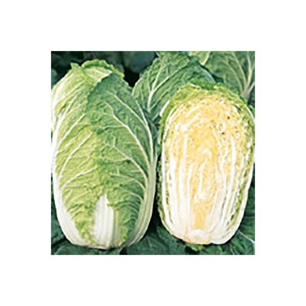 野菜の種/種子 さとぶき613 ハクサイ 20ml（メール便発送/大袋）サカタのタネ 種苗