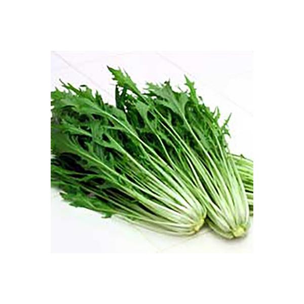 野菜の種/種子 早生水天 水菜 2dl（大袋）サカタのタネ 種苗　(メール便発送)